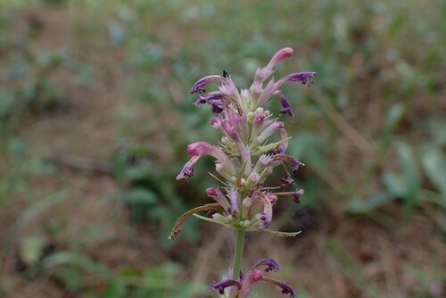 Agastache neomexicana (New Mexico giant hyssop) — photo