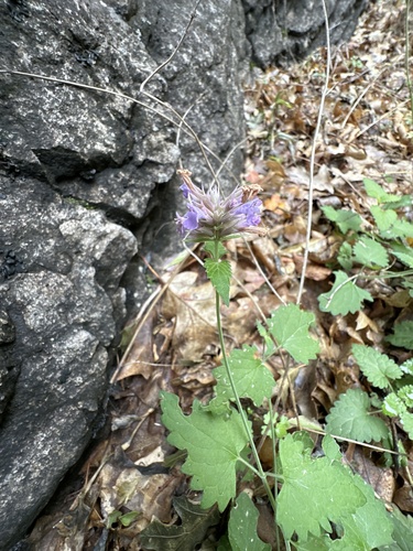 Agastache neomexicana