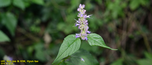 Agastache rugosa (Korean mint) — photo