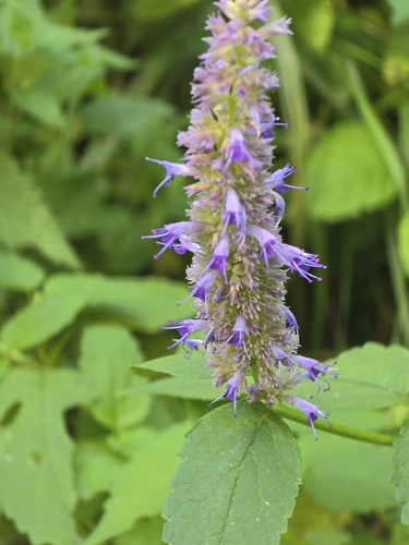 Agastache rugosa (Korean mint) — photo