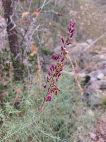 Agastache rupestris (Horse mint) — photo