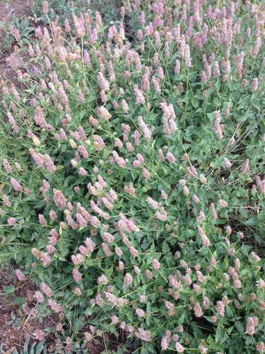 Agastache urticifolia (Giant Hyssop) — photo