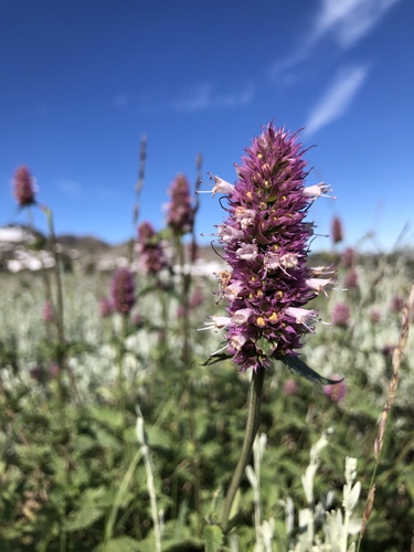 Agastache urticifolia (Giant Hyssop) — photo