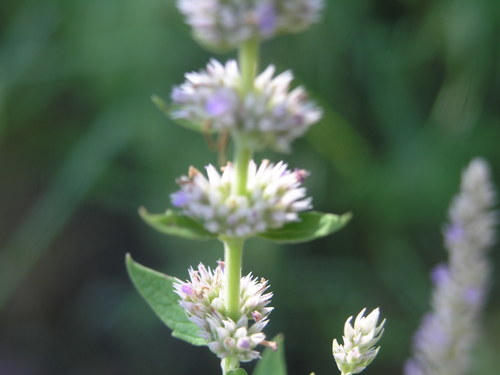 Agastache wrightii (Wright's horse mint) — photo
