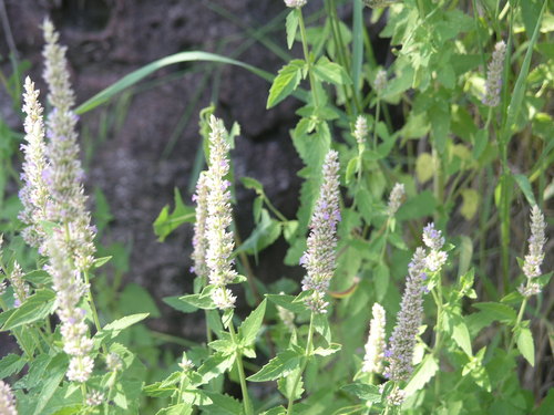 Agastache wrightii (Wright's horse mint) — photo