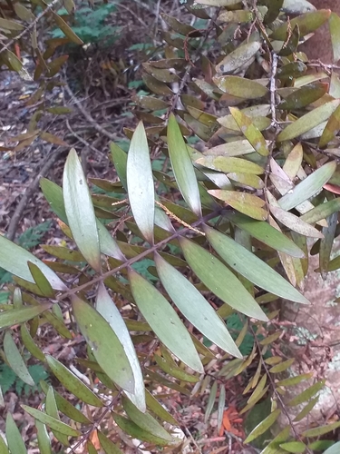 Agathis australis (New Zealand kauri) — photo