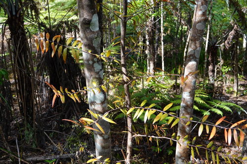 Agathis australis (New Zealand kauri) — photo