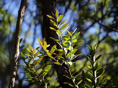 Agathis australis