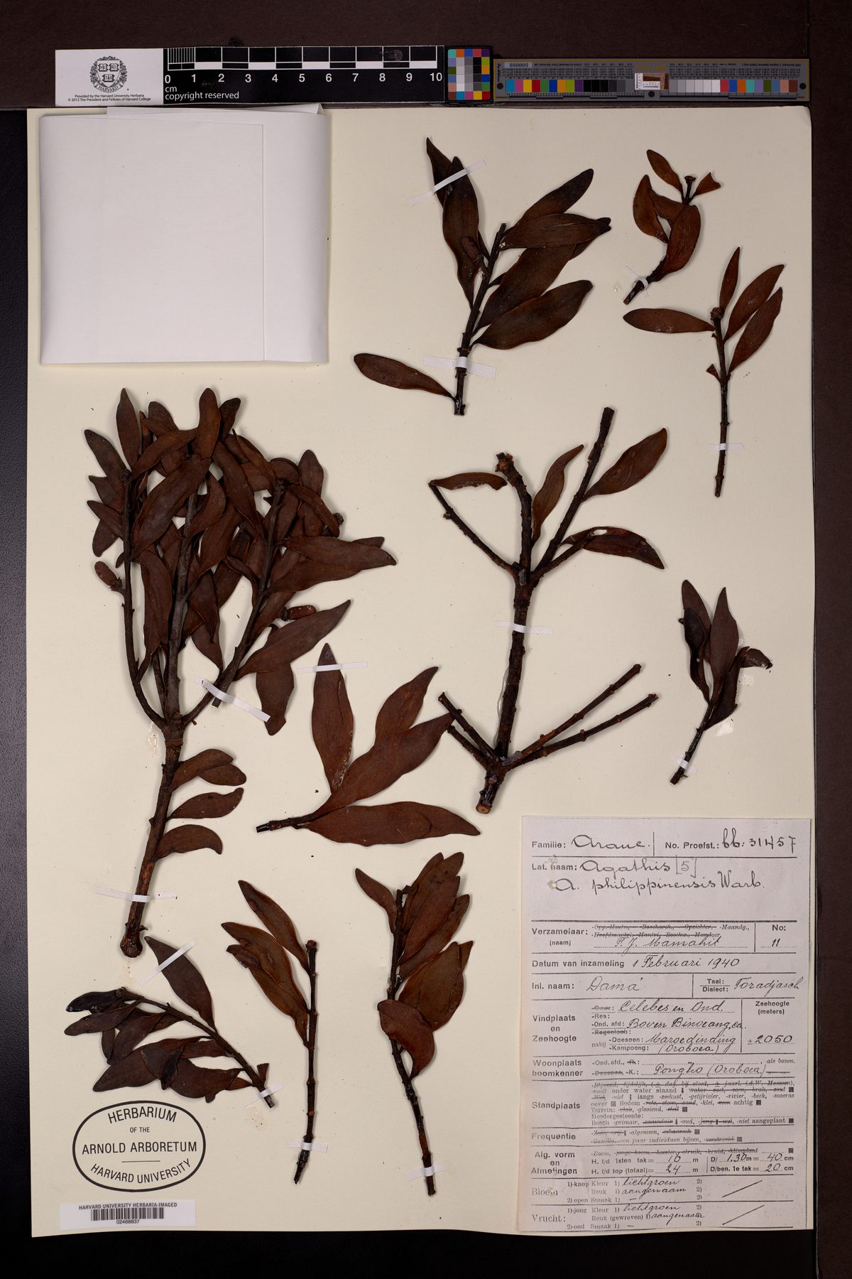 Agathis philippensis — photo