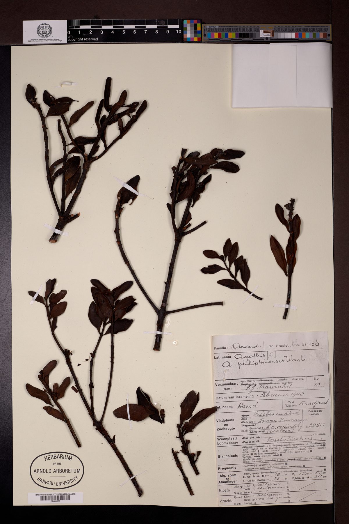 Agathis philippensis — photo