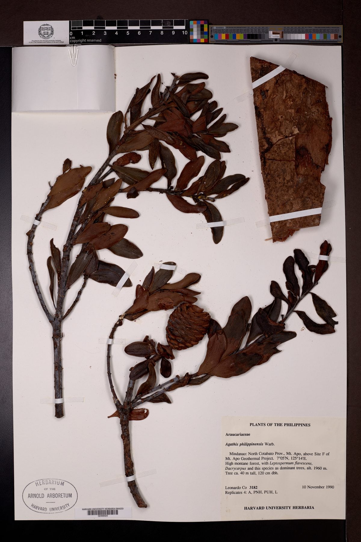 Agathis philippensis