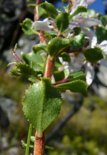 Agathosma betulina (Buchu) — photo