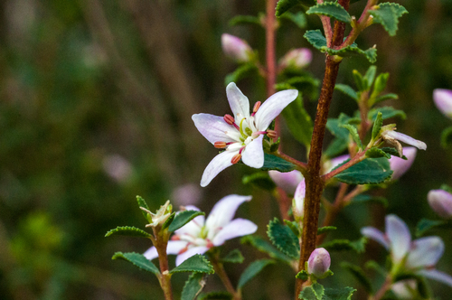 Agathosma betulina