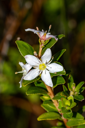 Agathosma crenulata (Oval buchu) — photo