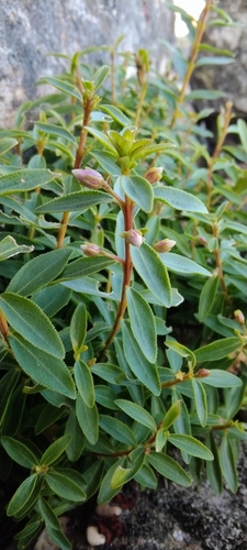 Agathosma crenulata (Oval buchu) — photo