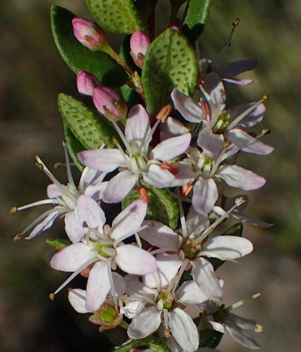 Agathosma ovata (False buchu) — photo