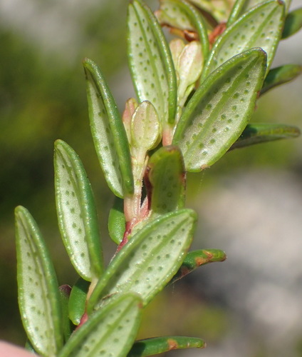 Agathosma ovata (False buchu) — photo