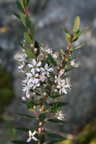 Agathosma ovata