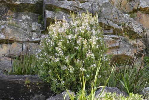 Agathosma serratifolia — photo