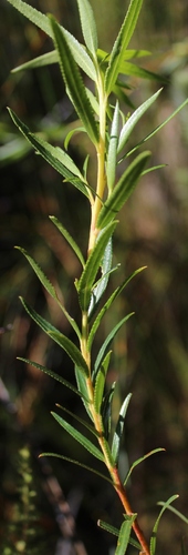 Agathosma serratifolia — photo