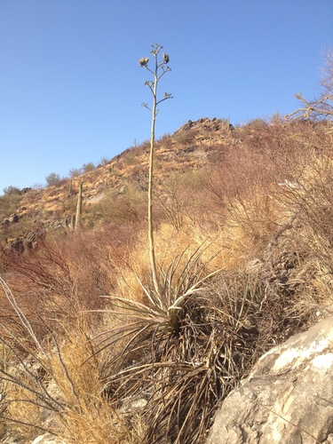 Agave aktites