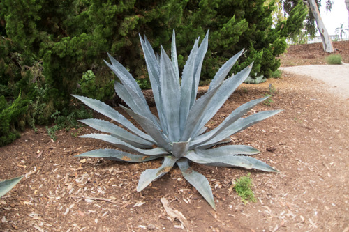 Agave americana (Agave) — photo