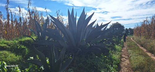 Agave americana var. expansa (Spreading century plant) — photo