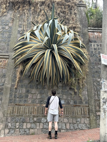 Agave americana var. expansa (Spreading century plant) — photo