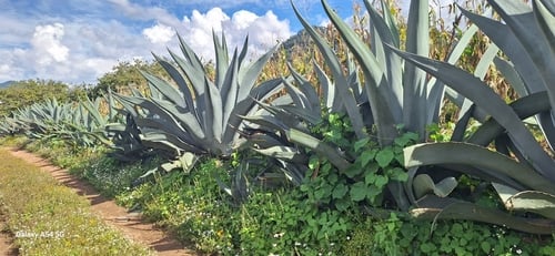 Agave americana var. expansa