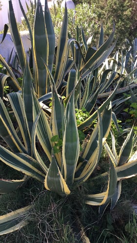 Agave