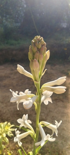 Agave amica (Tuberose) — photo