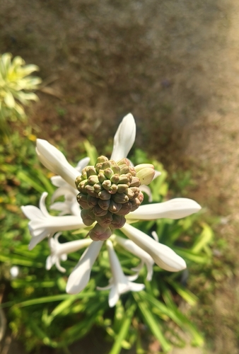 Agave amica (Tuberose) — photo
