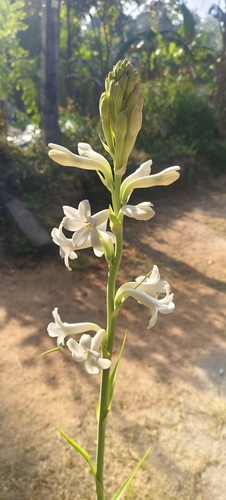 Agave amica