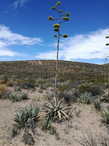 Agave asperrima (Century plant) — photo