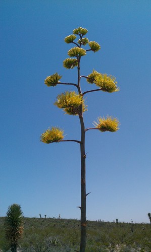 Agave asperrima (Century plant) — photo