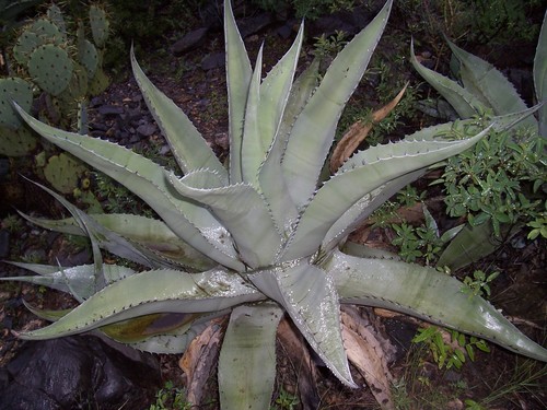 Agave asperrima