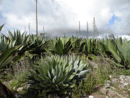 Agave atrovirens (Maguey agave) — photo