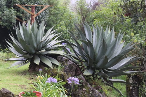 Agave atrovirens (Maguey agave) — photo