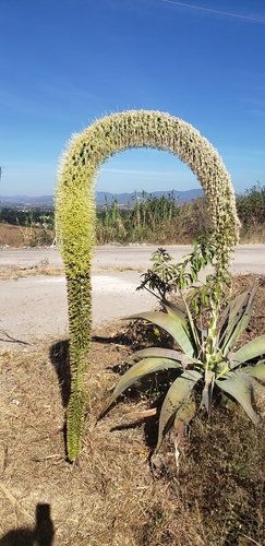 Agave attenuata (Swan's neck agave) — photo