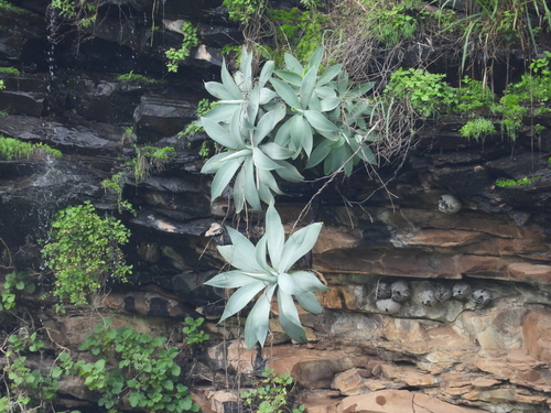 Agave attenuata (Swan's neck agave) — photo