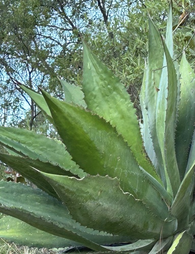 Agave bovicornuta (Cow horn agave) — photo