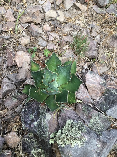 Agave bovicornuta