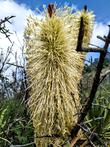 Agave bracteosa — photo