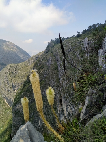 Agave bracteosa — photo