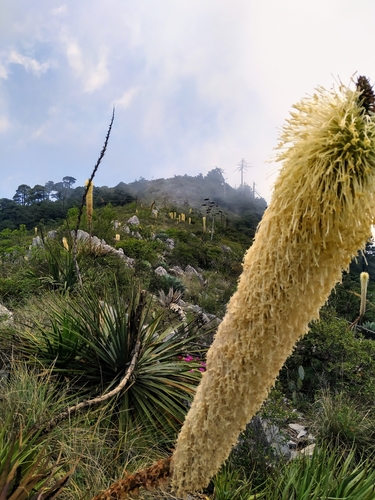 Agave bracteosa