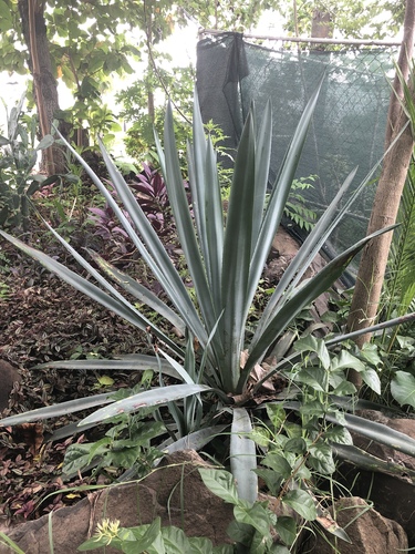 Agave cantala (Cantala) — photo