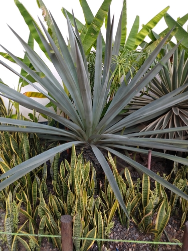 Agave cantala (Cantala) — photo
