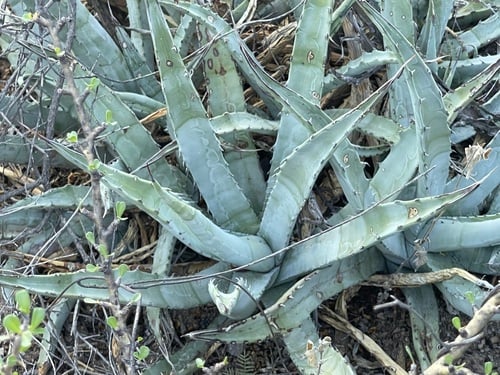 Agave cerulata subsp. dentiens (Century plant) — photo