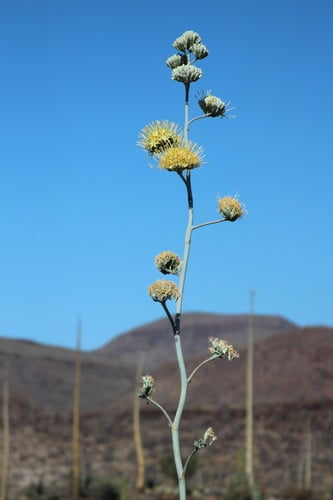 Agave cerulata subsp. dentiens (Century plant) — photo