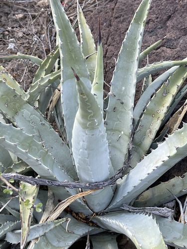 Agave cerulata subsp. dentiens